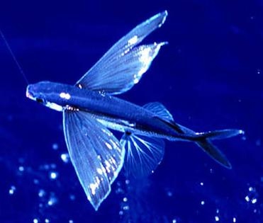 بالصور: السمكة الطائرةأغرب سمكة في العالم ! Flyingfish-51